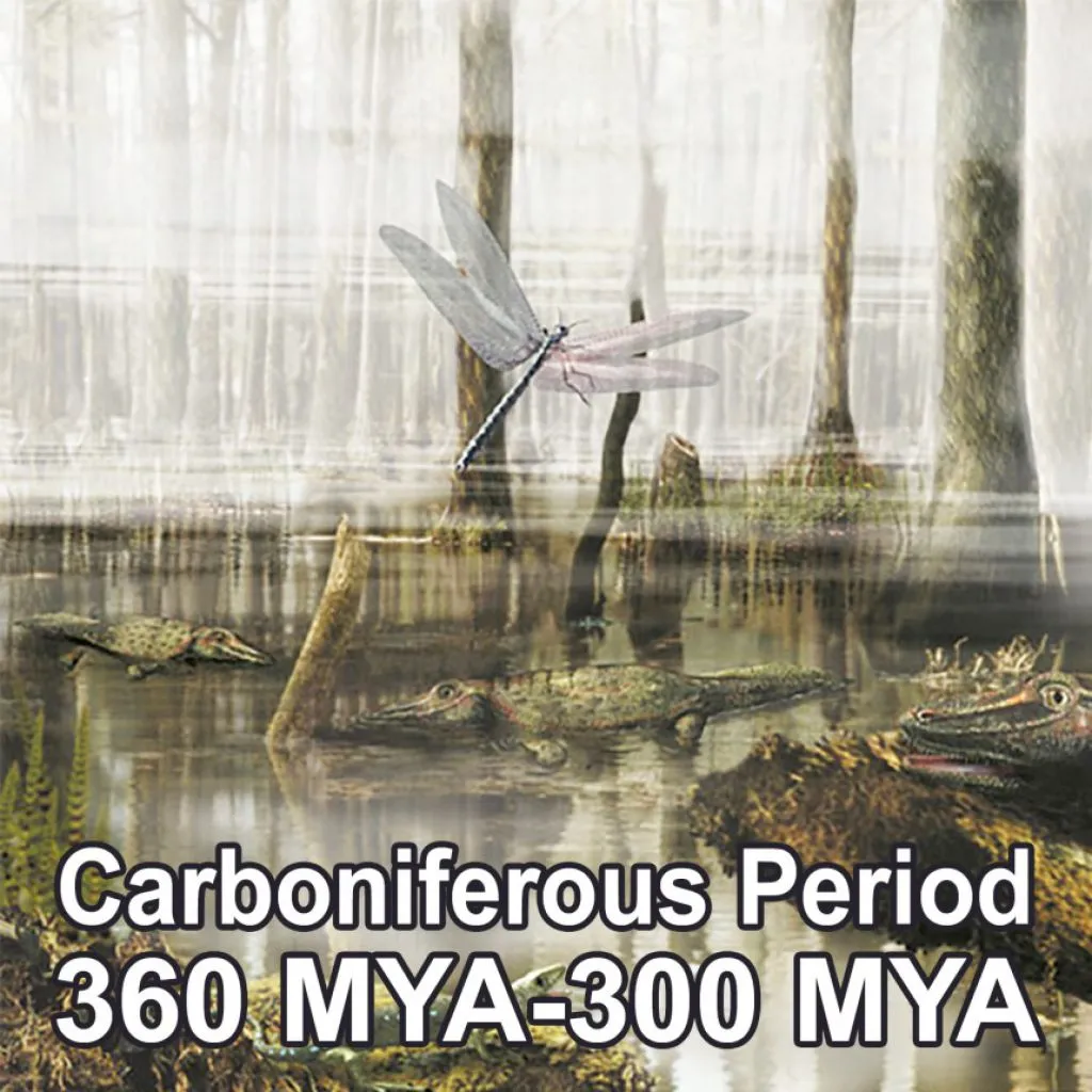 the-carboniferous-period
